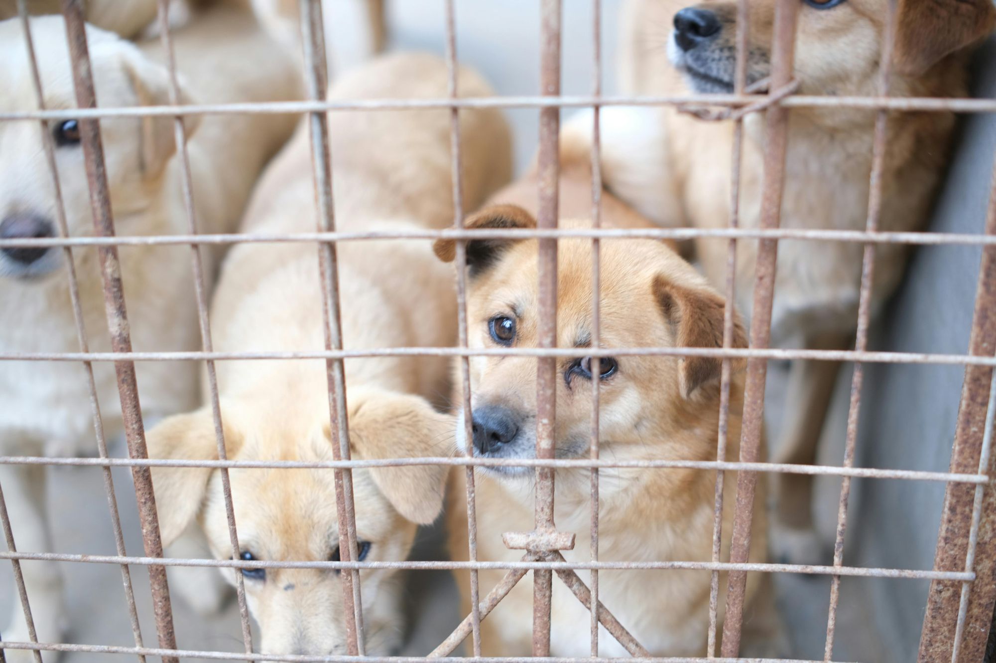 Rescue dogs supported by Paws It Forward