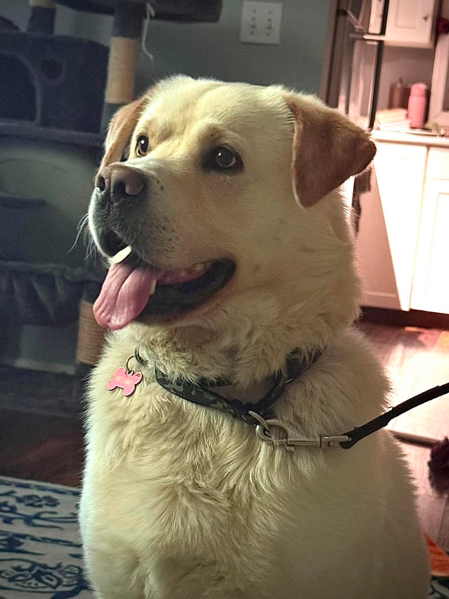 Pumpkin, a Paws It Forward featured rescue dog